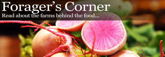 foragers-corner