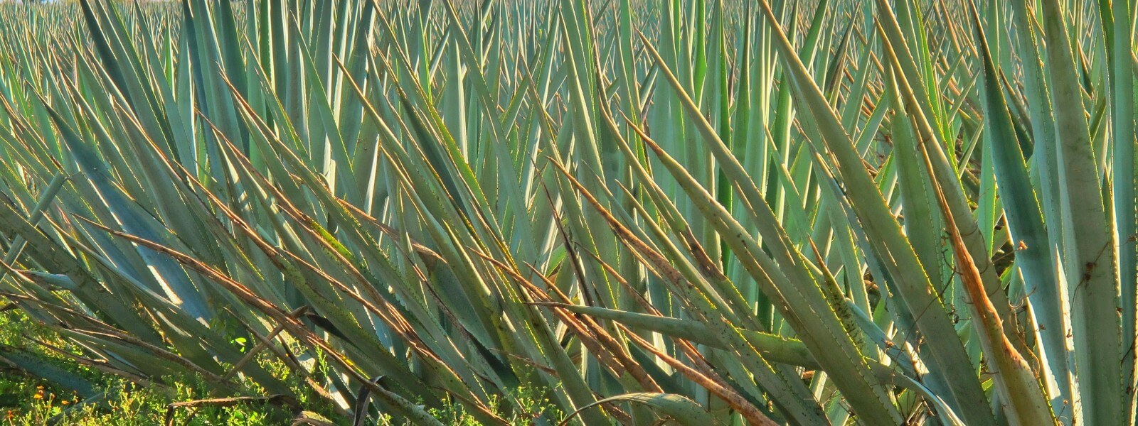 Agave plants in a field.