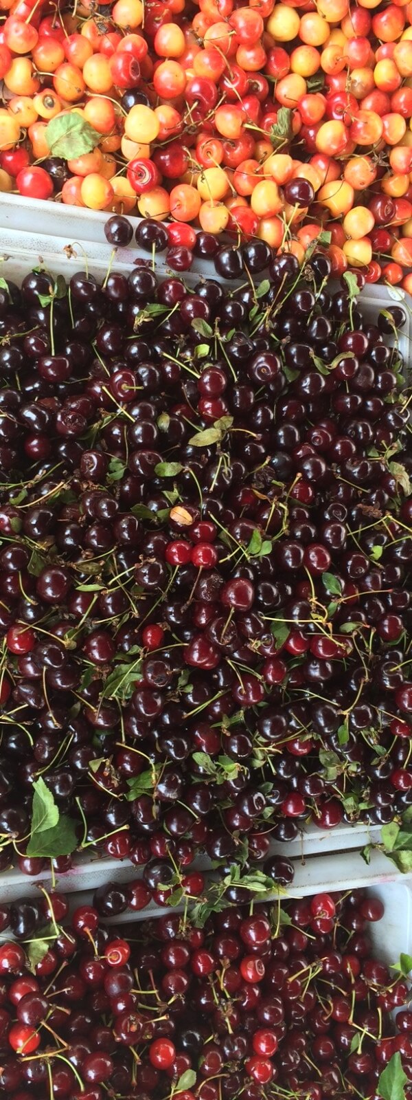 Sour and sweet cherries.