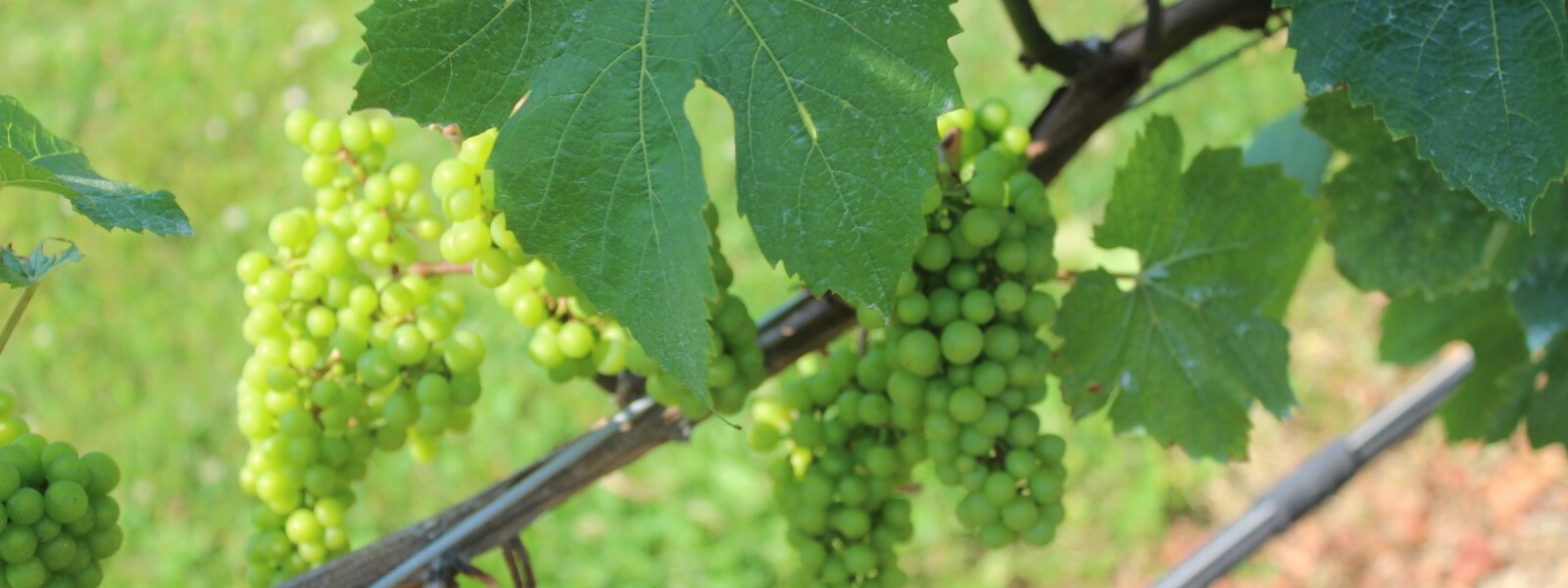 Grapes on a vine.