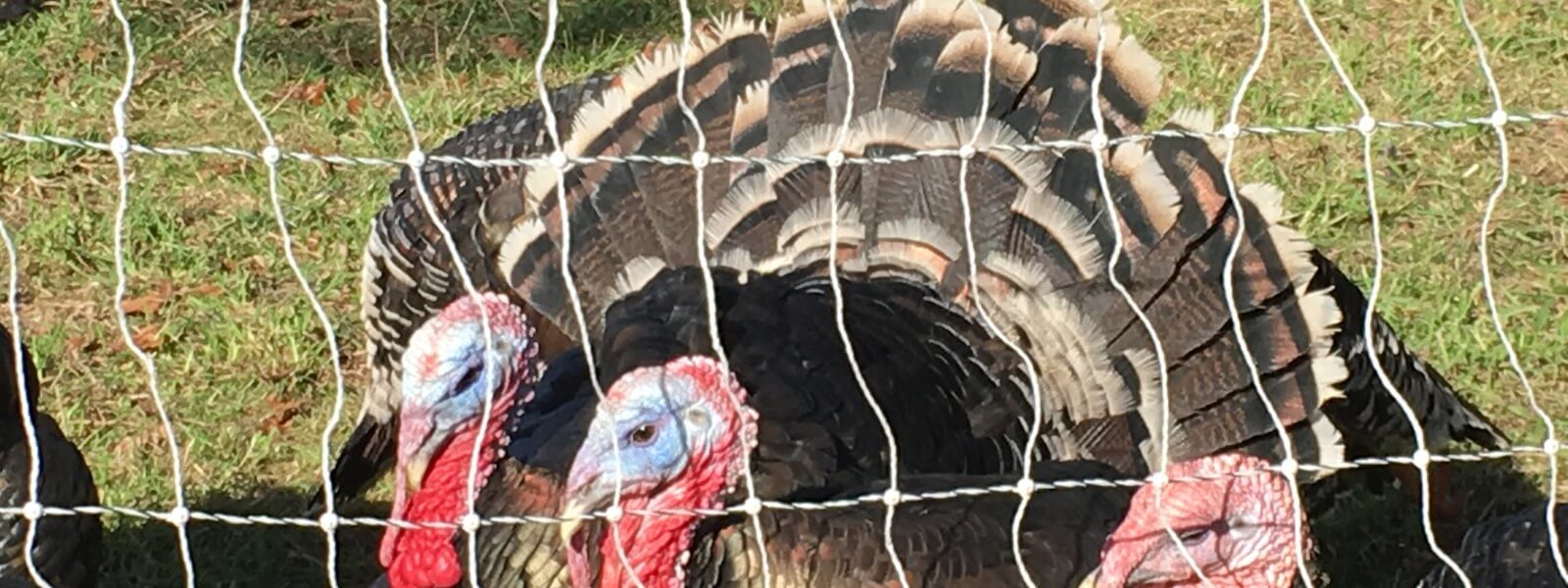 3 turkeys in a pen.