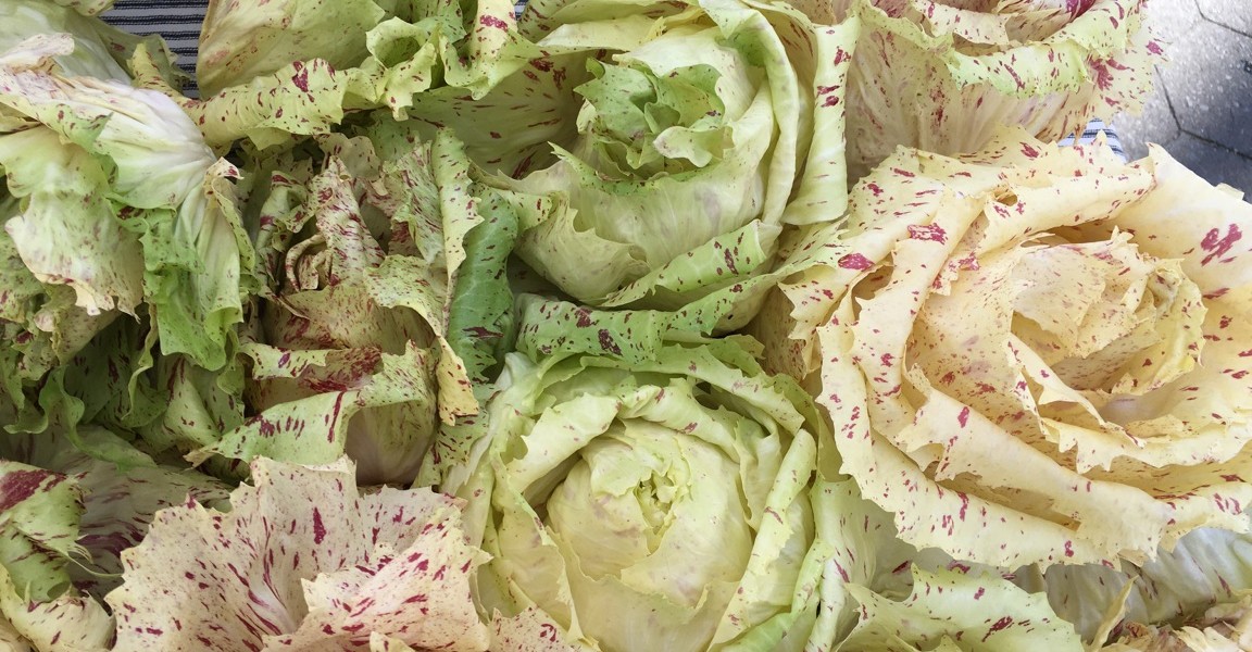 Castelfranco chicories.