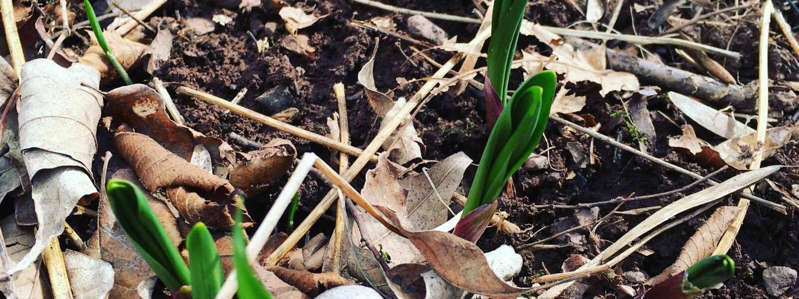 Ramps shoots in the forest floor.